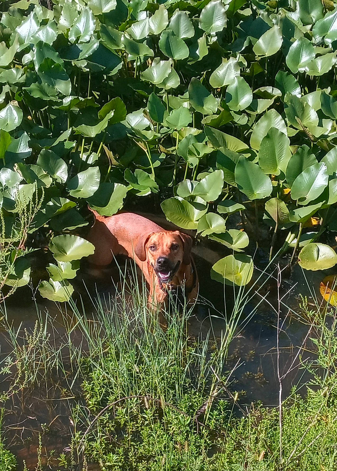 Red joined the competition — help win amazing prizes! agriculture, aquatic_plant, carnivore, dog, dog_breed, flowering_plant, grass, grassland, groundcover, herb, herbaceous_plant, liver, plant, plant_community, shrub, sporting_group, terrestrial_animal, terrestrial_plant, wildlife, working_animal