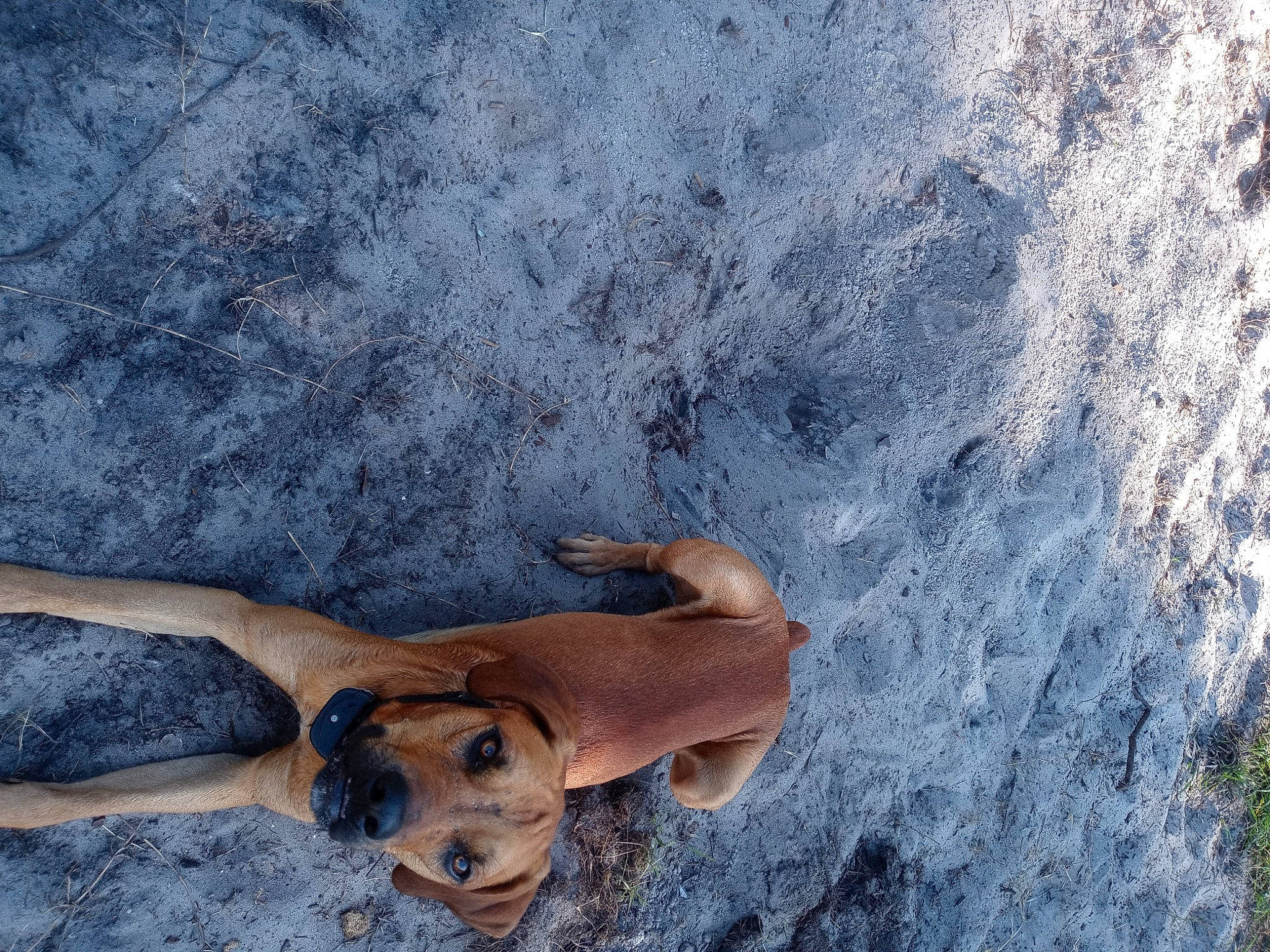 Red joined the competition — help win amazing prizes! adventure, carnivore, cloud, dog, dog_breed, fawn, foot, fun, geology, grass, human_leg, landscape, leg, leisure, people_in_nature, recreation, rock, sand, tree, wilderness