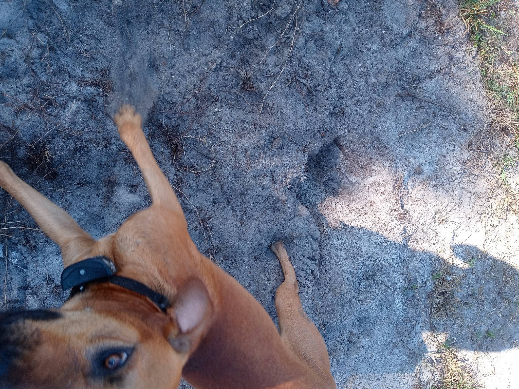 Red is registered to the contest to win money with this photo: antelope, barefoot, deer, dog_breed, fawn, foot, fun, gesture, grass, happy, human_leg, landscape, leisure, people_in_nature, recreation, soil, tail, terrestrial_animal, tree, working_animal