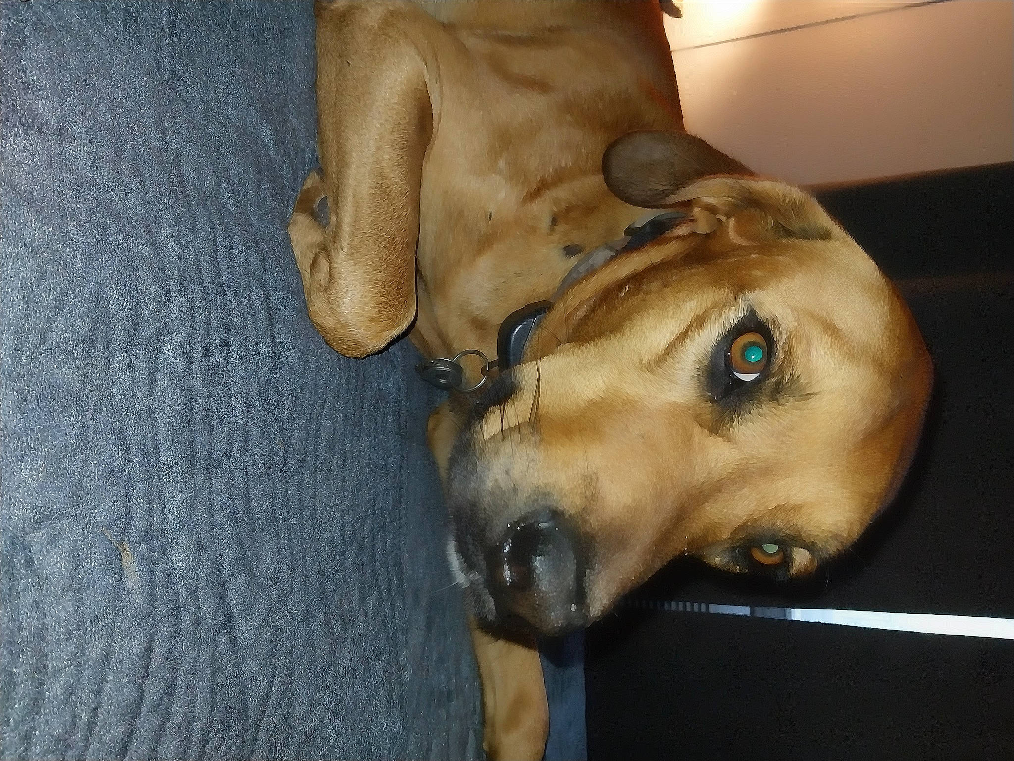 Red joined the competition — help win amazing prizes! canidae, carnivore, companion_dog, dog, dog_breed, dog_supply, ear, fawn, fur, jaw, liver, non_sporting_group, pet_supply, snout, sporting_group, whiskers, working_animal