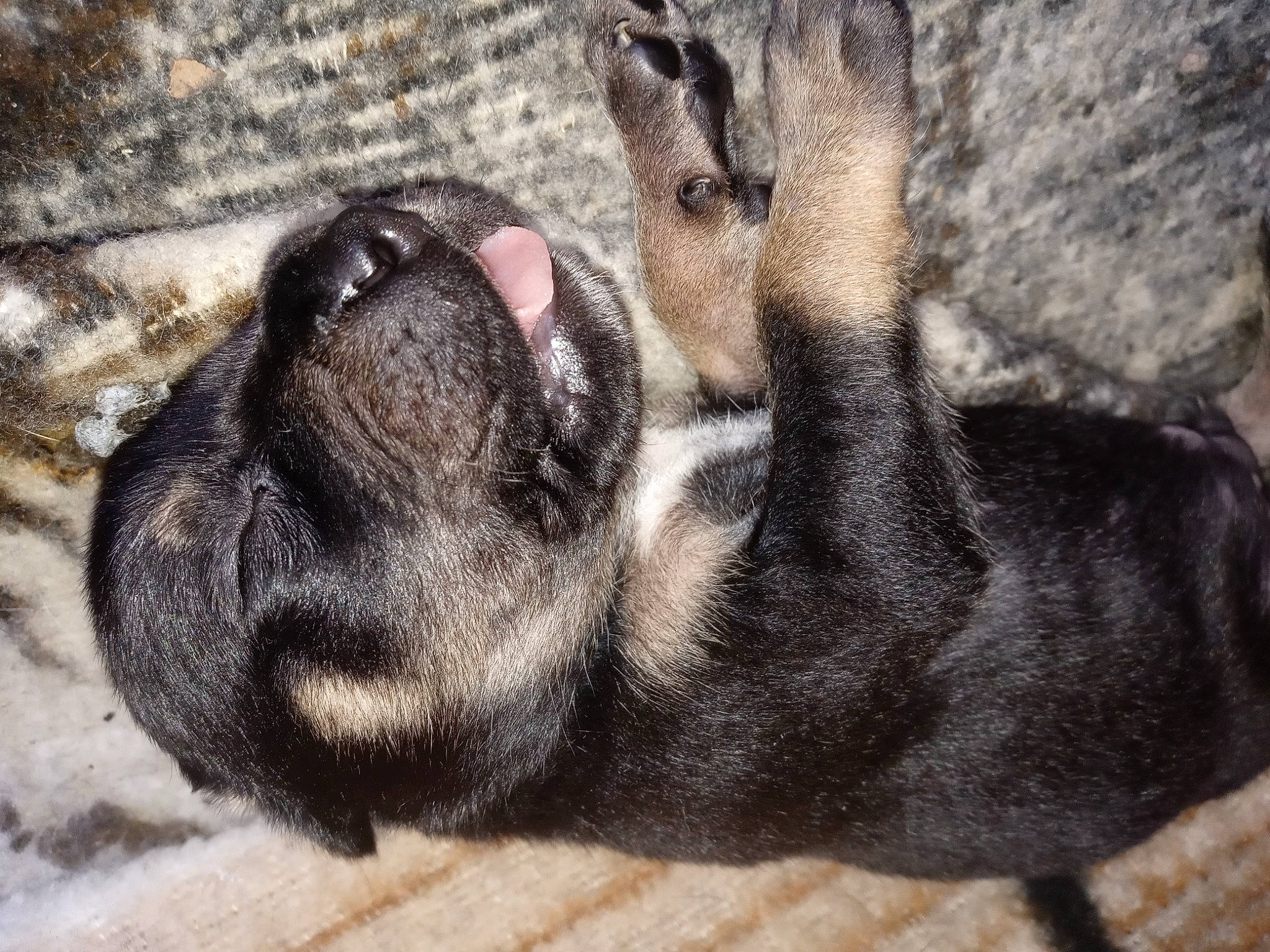 Daisy is registered to the contest to win money with this photo: bulldog, canidae, carnivore, claw, comfort, companion_dog, dog, dog_breed, fawn, foot, fur, liver, nap, non_sporting_group, paw, puppy, snout, sporting_group, terrestrial_animal, whiskers