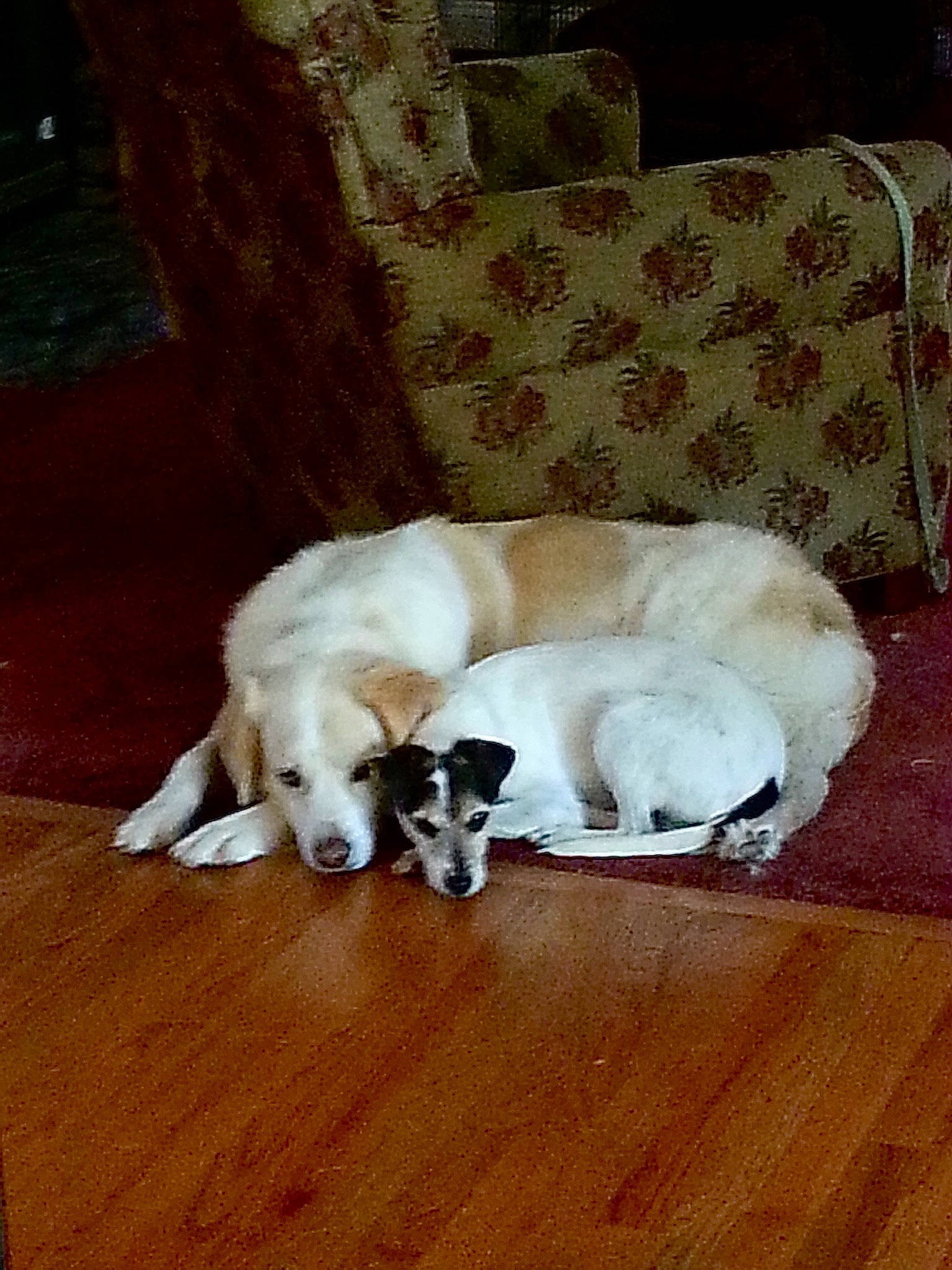 Callie joined the competition — help win amazing prizes! carnivore, comfort, companion_dog, couch, dog, dog_breed, fawn, floor, flooring, furniture, hardwood, laminate_flooring, living_room, mammal, room, tail, toy_dog, wood, wood_flooring, working_animal