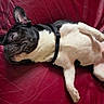 dog, french_bulldog, pet, lying_down, red_couch, leather, indoor, floor_tiles, black_and_white, collar, relaxed, sideways_gaze, paw, snout, ears, home, casual, sock, foot, resting