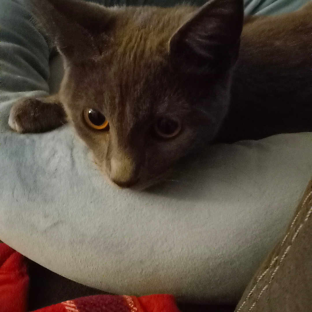 Willow is registered to the contest to win money with this photo: cat, gray_cat, pet, indoor, bed, donut_bed, plaid_blanket, furniture, curtain, cozy, resting, animal, cute, closeup, soft_texture, relaxed, warm_lighting, domestic, fur, whiskers