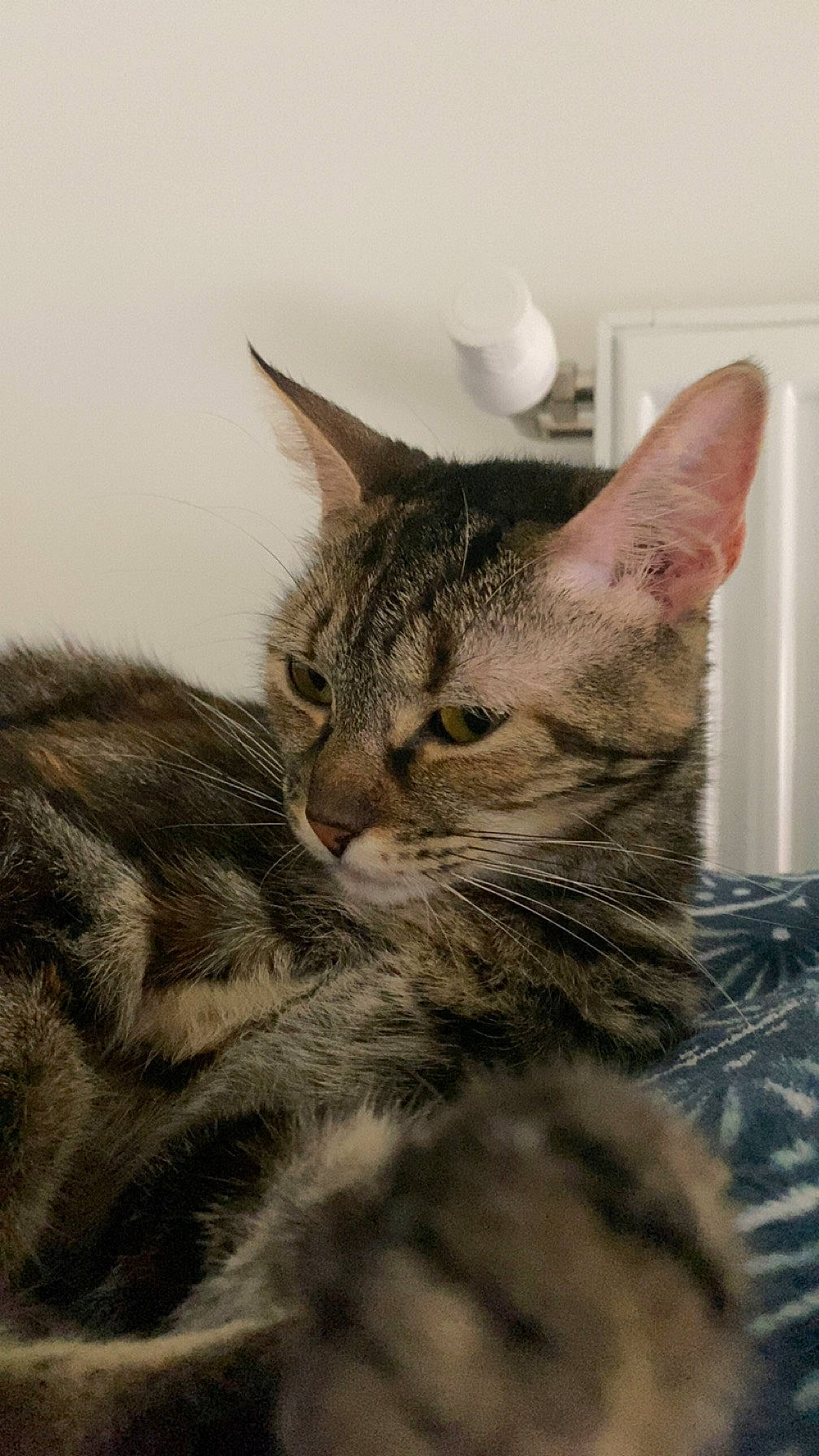 Saphyr participe au concours pour gagner de l'argent avec cette photo : carnivore, cat, claw, comfort, domestic_short_haired_cat, ear, felidae, fur, paw, small_to_medium_sized_cats, snout, tail, terrestrial_animal, whiskers, wildlife