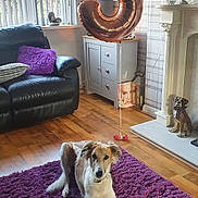 Suki joined the competition — help win amazing prizes! balloon, black_sofa, cabinet, collar, curtains, decor, dog, dog_statue, fireplace, home, indoor, light, living_room, number_3, pet, purple_pillow, purple_rug, relaxed, window, wooden_floor