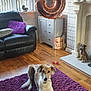 balloon, black_sofa, cabinet, collar, curtains, decor, dog, dog_statue, fireplace, home, indoor, light, living_room, number_3, pet, purple_pillow, purple_rug, relaxed, window, wooden_floor