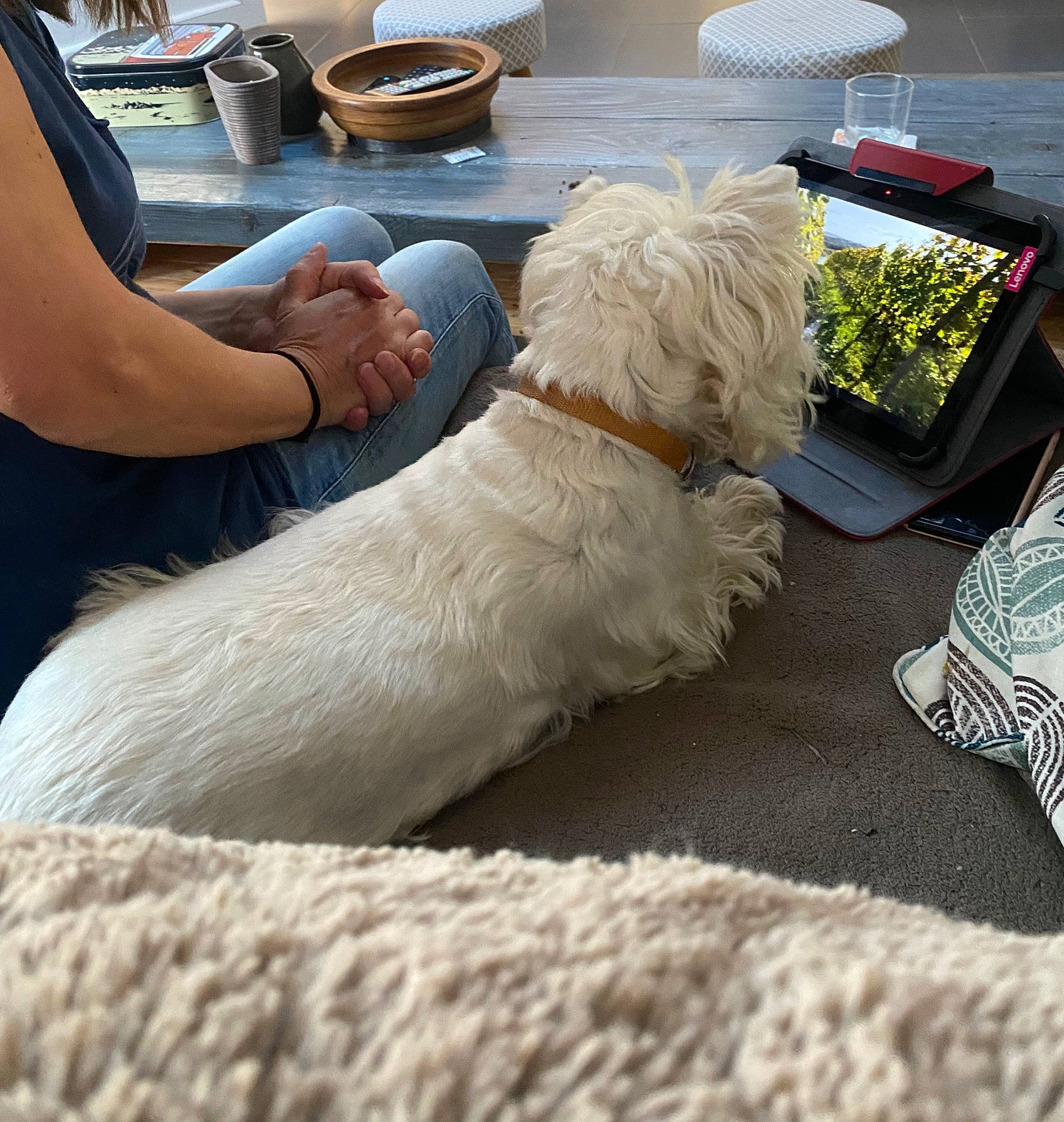 Patsy a rejoint le concours — aidez-le/la à gagner de superbes lots ! canidae, carnivore, chair, companion_dog, dog, dog_breed, dog_collar, flooring, fur, giant_dog_breed, labradoodle, livestock_guardian_dog, sitting, small_terrier, snout, sporting_group, tail, terrier, toy_dog, working_animal