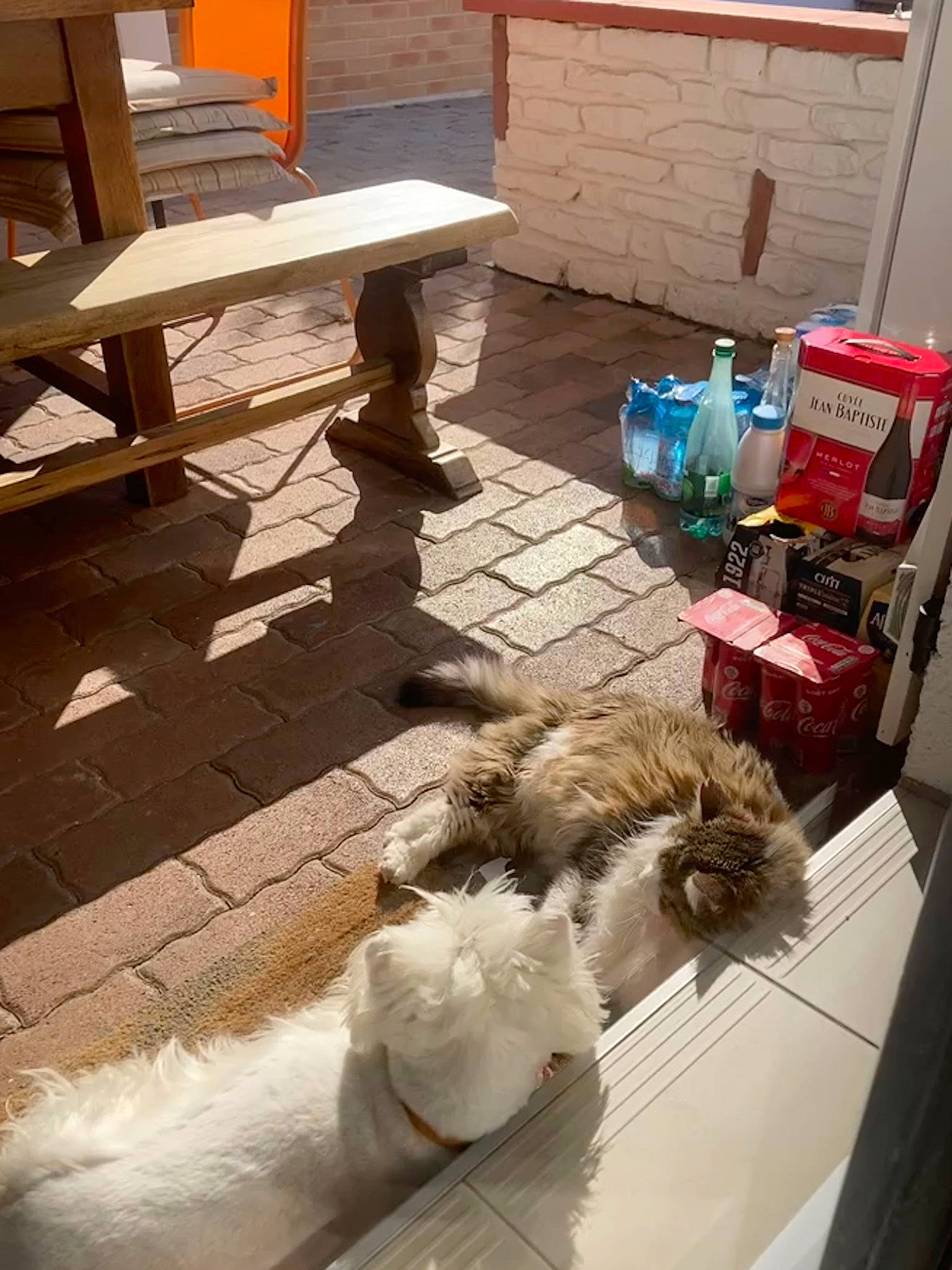 Patsy participe au concours pour gagner de l'argent avec cette photo : canidae, carnivore, companion_dog, dog_breed, fawn, felidae, flagstone, flooring, fur, hardwood, outdoor_furniture, rectangle, shade, small_to_medium_sized_cats, table, tail, toy_dog, whiskers, wood, wood_stain