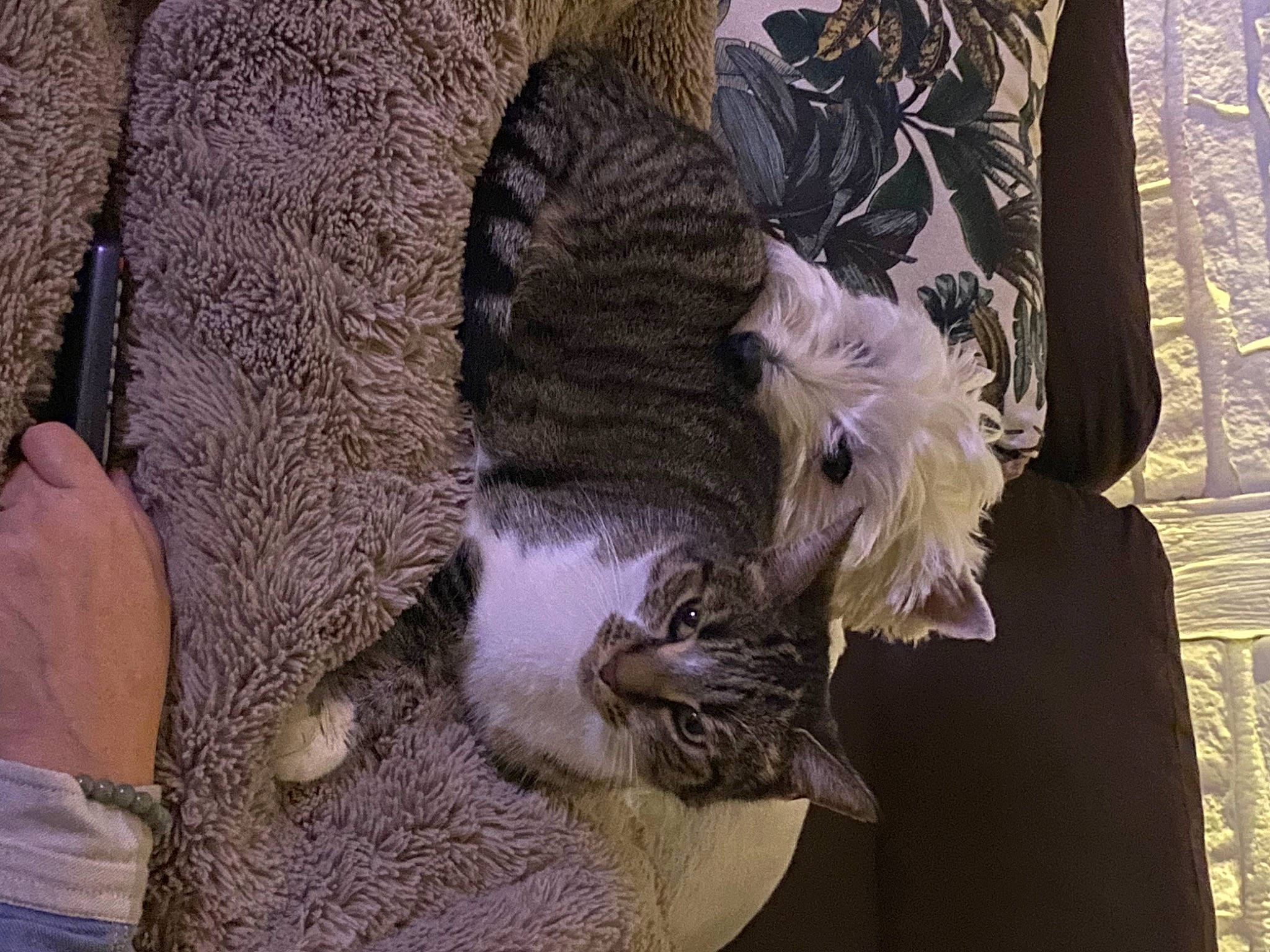 Patsy participe au concours pour gagner de l'argent avec cette photo : canidae, carnivore, cat, domestic_short_haired_cat, fashion_accessory, fawn, feather, felidae, fur, fur_clothing, hat, pattern, paw, purple, small_to_medium_sized_cats, tail, tree, whiskers, wildlife, wool