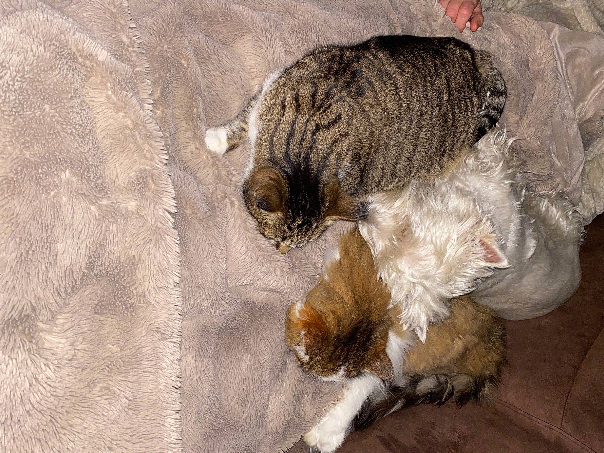 Patsy participe au concours pour gagner de l'argent avec cette photo : canidae, carnivore, claw, companion_dog, dog, dog_breed, dog_supply, felidae, fur, liver, paw, small_to_medium_sized_cats, snout, sporting_group, tail, terrestrial_animal, terrier, toy_dog, water_dog, whiskers