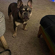 Lily is registered to the contest to win money with this photo: animal, black, brown, canine, carpet, companion, curious, cute, dog, domestic, ears, floor, french_bulldog, furniture, household, indoor, legs, looking, mammal, pet