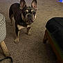 animal, black, brown, canine, carpet, companion, curious, cute, dog, domestic, ears, floor, french_bulldog, furniture, household, indoor, legs, looking, mammal, pet