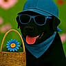 dog, black_dog, blue_cap, sunglasses, bandana, tongue_out, wicker_basket, blue_flower, green_background, pink_flowers, pet, animal, cute, portrait, summer, outdoor, happy, accessories, fashion, playful