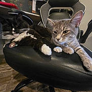 Zena And Hercules is registered to the contest to win money with this photo: animal, black_and_white_cat, cat, cats, chair, chalkboard, collar, desk, feline, floor, fur, gray_cat, home, indoor, office_chair, pets, relaxed, resting, whiskers, wooden_floor