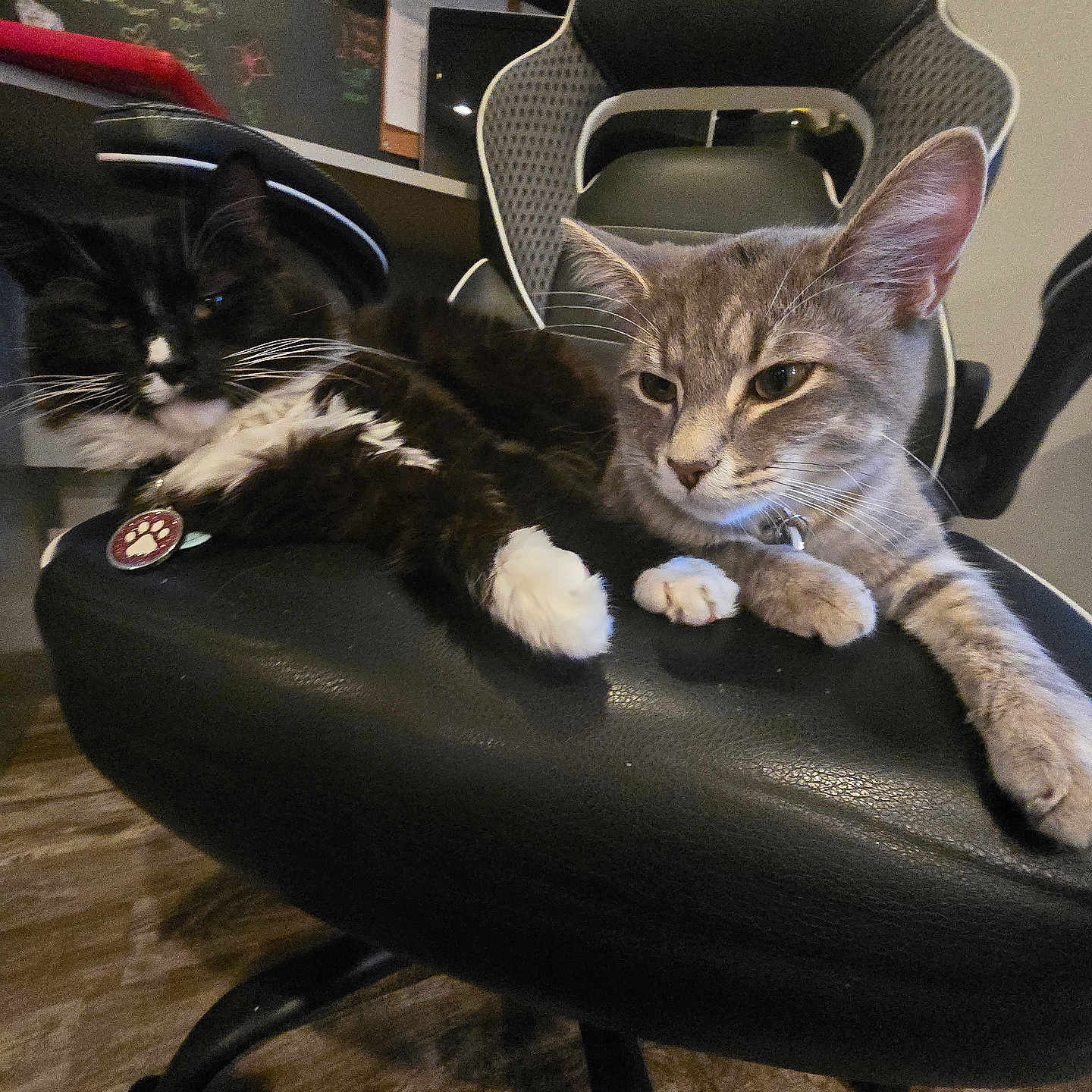Zena And Hercules is registered to the contest to win money with this photo: animal, black_and_white_cat, cat, cats, chair, chalkboard, collar, desk, feline, floor, fur, gray_cat, home, indoor, office_chair, pets, relaxed, resting, whiskers, wooden_floor