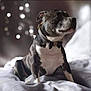 Sox is registered to the contest to win money with this photo: animal, background_blur, bed, black_and_white, bokeh, bow_tie, canine, closeup, collar, cute, dog, domestic_animal, fur, furniture, indoor, pet, portrait, relaxed, sitting, soft_light