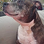 Sox joined the competition — help win amazing prizes! brown, canine, couch, dog, domestic_animal, ear, fence, fur, garden, house, outdoor, paw, pet, portrait, relaxed, seated, side_view, snout, white, window