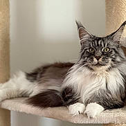 Simba participe au concours pour gagner de l'argent avec cette photo : cat, maine_coon, long_hair, pet, animal, feline, indoor, cat_tree, resting, fluffy, whiskers, ears, paws, fur, cute, relaxed, domestic_cat, mammal, portrait, household_pet
