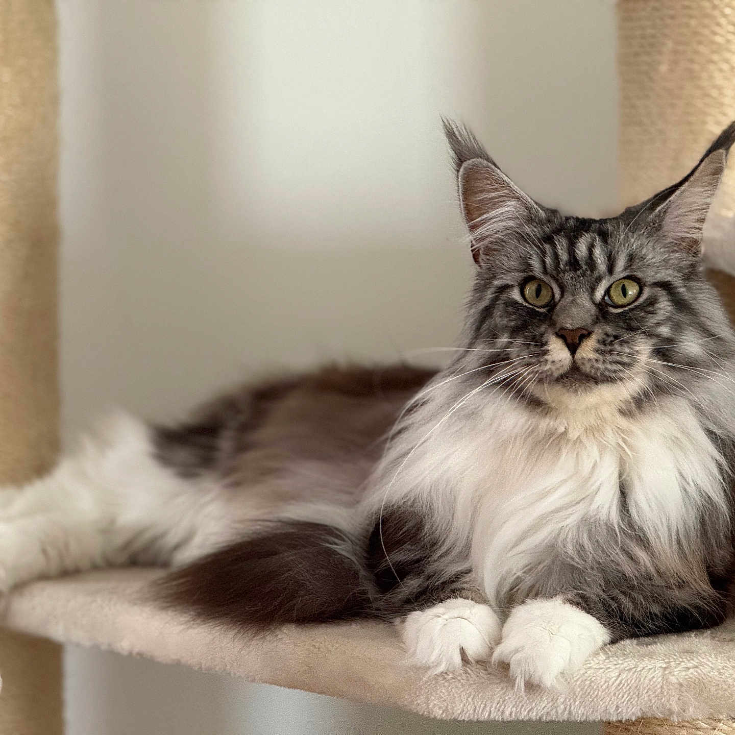 Simba participe au concours pour gagner de l'argent avec cette photo : animal, cat, cat_tree, cute, domestic_cat, ears, feline, fluffy, fur, household_pet, indoor, long_hair, maine_coon, mammal, paws, pet, portrait, relaxed, resting, whiskers