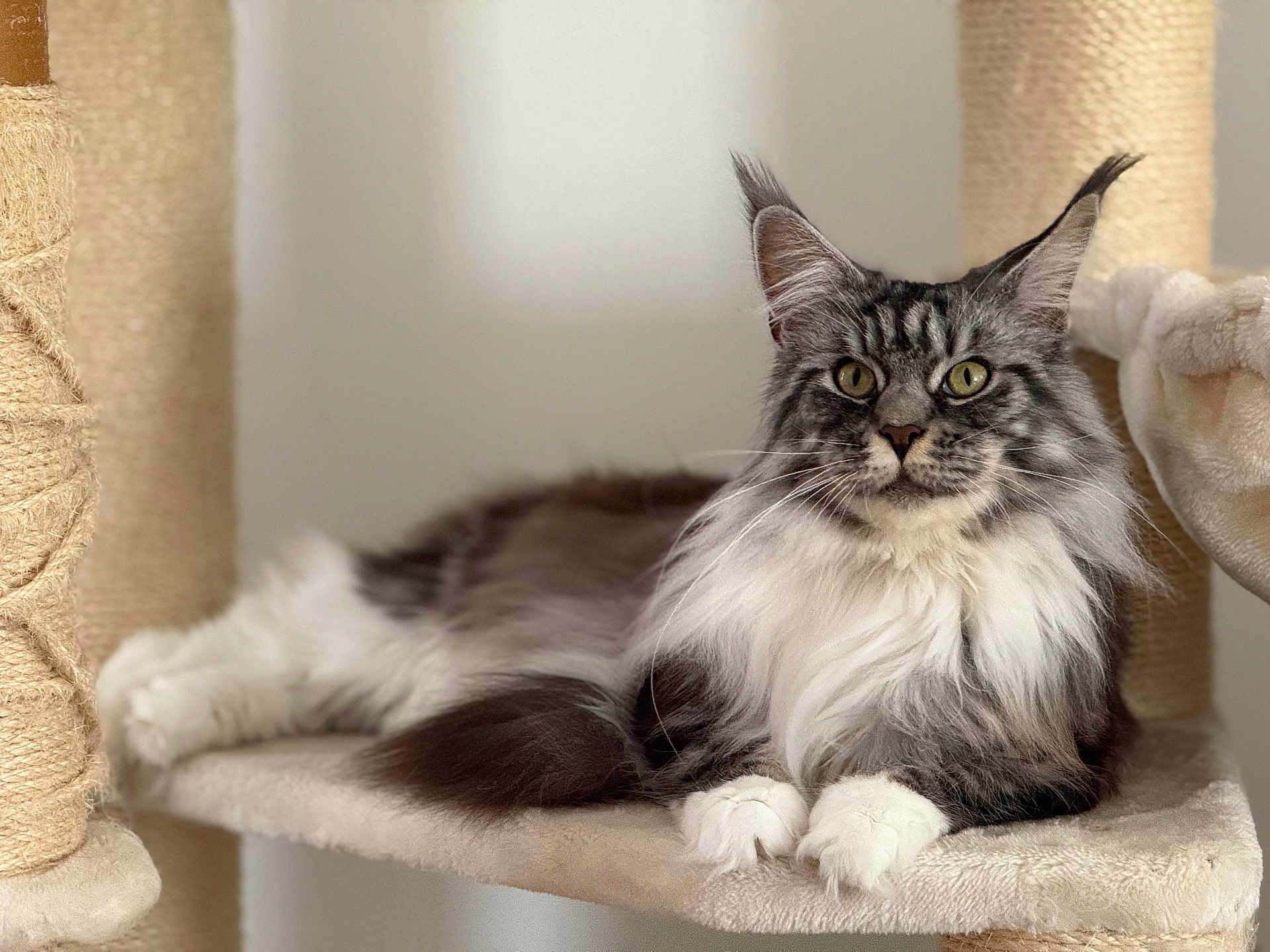 Simba participe au concours pour gagner de l'argent avec cette photo : cat, maine_coon, long_hair, pet, animal, feline, indoor, cat_tree, resting, fluffy, whiskers, ears, paws, fur, cute, relaxed, domestic_cat, mammal, portrait, household_pet