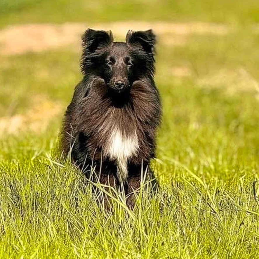 Varene participe au concours pour gagner de l'argent avec cette photo : animal, black_dog, blue_sky, blurred_background, canine, daytime, dog, ears, field, fur, grass, mammal, nature, outdoor, pet, portrait, serene, sitting, sunlight, white_patch