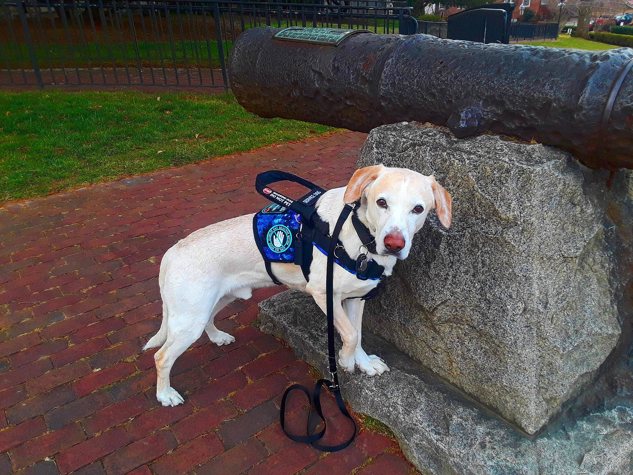 Sergeant joined the competition — help win amazing prizes! carnivore, collar, companion_dog, dog, dog_breed, dog_collar, dog_supply, fashion_accessory, fawn, gun_dog, leash, pet_supply, plant, road_surface, sidewalk, sporting_group, tail, terrier, working_animal, working_dog