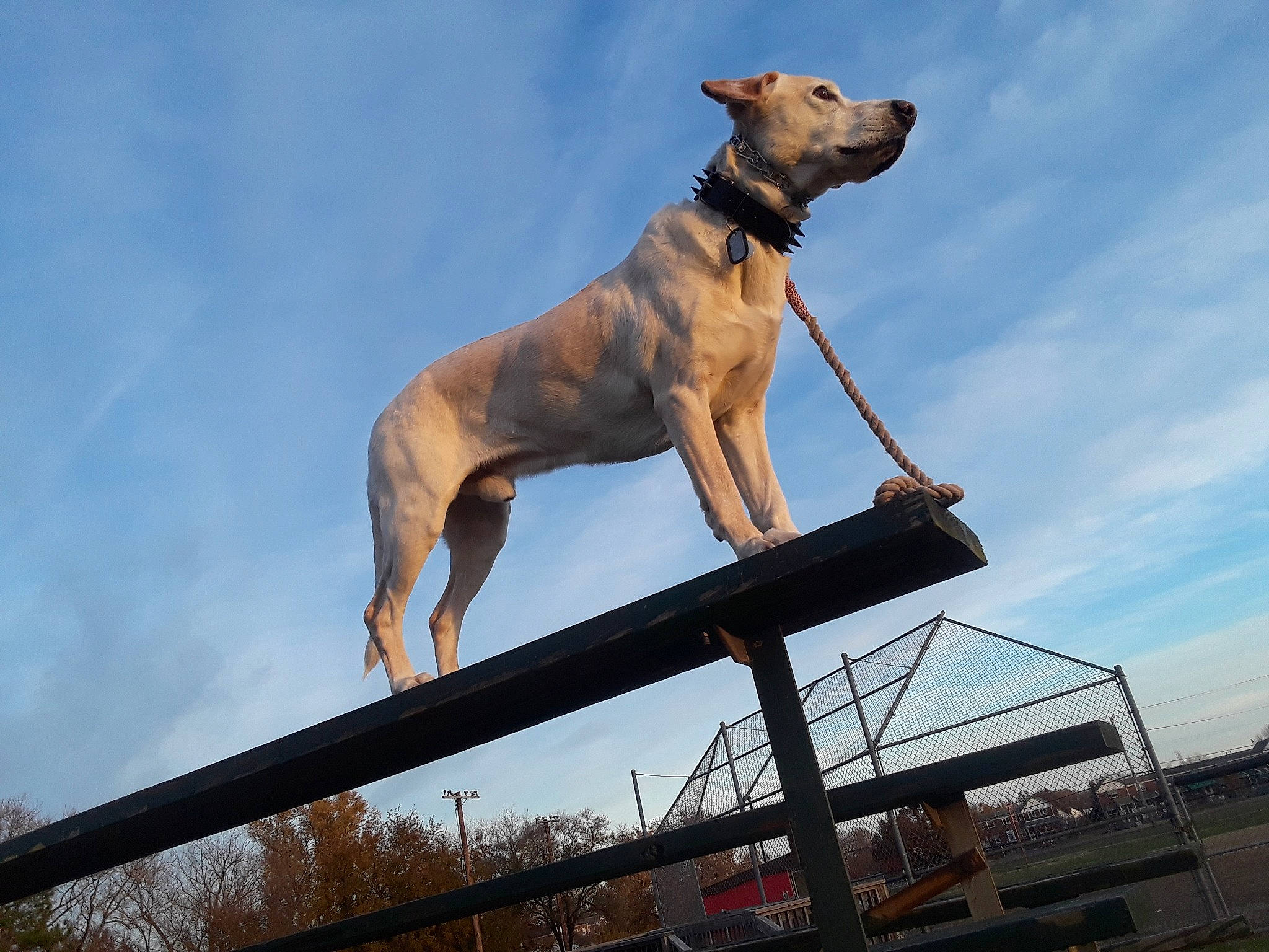 Sergeant is registered to the contest to win money with this photo: animal_sports, canidae, carnivore, cloud, collar, companion_dog, dog, dog_breed, dog_collar, dog_sports, dog_supply, fawn, pet_supply, sky, snout, sporting_group, sports, tail, working_animal, working_dog