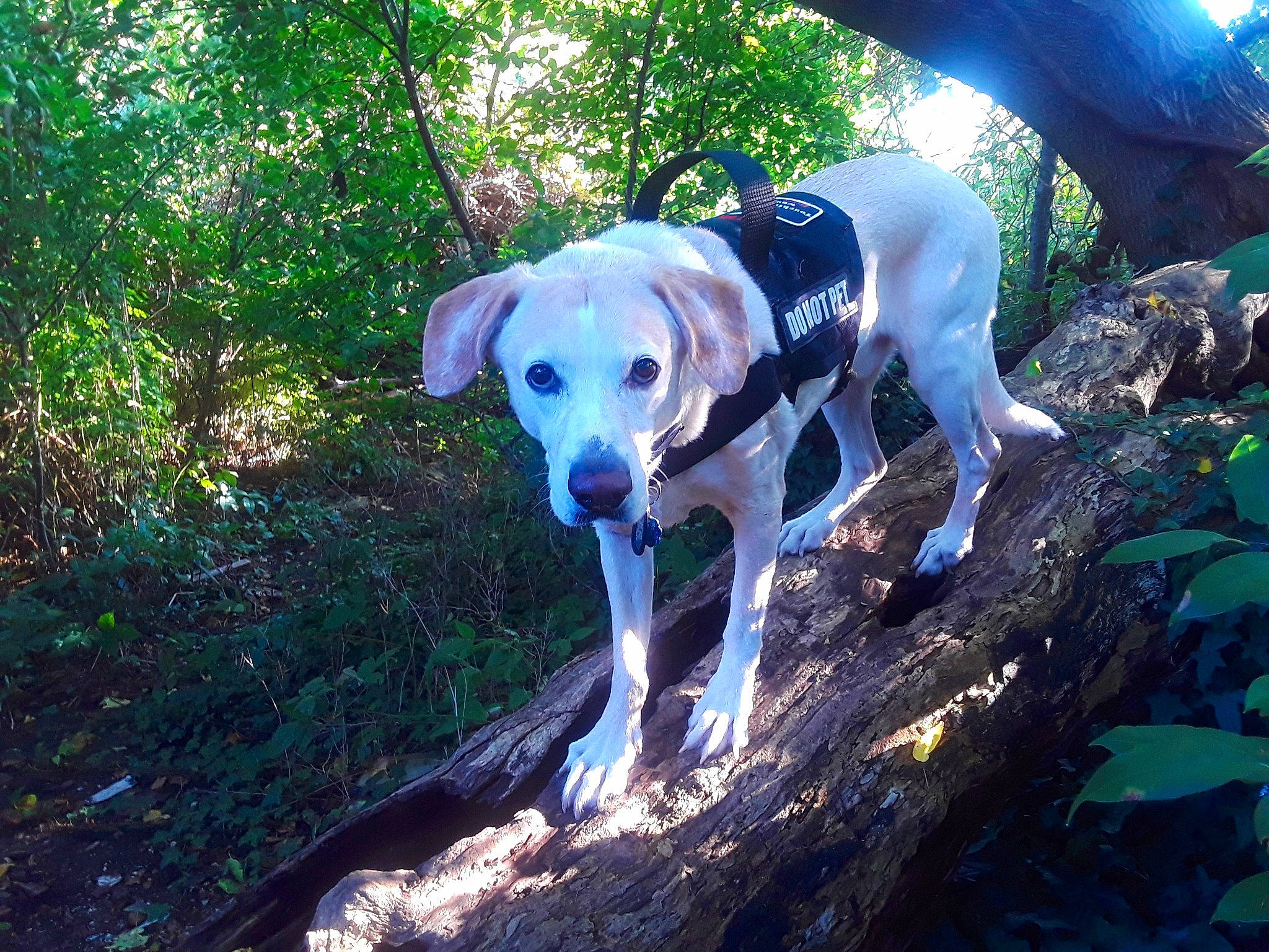 Sergeant is registered to the contest to win money with this photo: canidae, carnivore, companion_dog, dog, dog_breed, dog_collar, dog_supply, forest, grass, jungle, plant, snout, soil, tail, trail, tree, walking, woodland, working_animal, working_dog