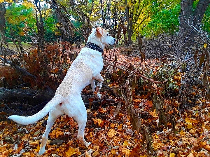 Sergeant joined the competition — help win amazing prizes! autumn, carnivore, companion_dog, deciduous, dog, dog_breed, fawn, forest, grass, northern_hardwood_forest, plant, tail, terrestrial_animal, terrier, tree, twig, wildlife, wood, woodland, working_animal