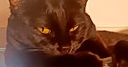 Ruepid joined the competition — help win amazing prizes! cat, black_cat, animal, pet, feline, golden_eyes, yellow_eyes, close_up, portrait, lying_down, resting, blanket, cozy, indoor, home, furniture, whiskers, ears, dark_fur, dramatic_lighting