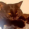 cat, black_cat, animal, pet, feline, golden_eyes, yellow_eyes, close_up, portrait, lying_down, resting, blanket, cozy, indoor, home, furniture, whiskers, ears, dark_fur, dramatic_lighting