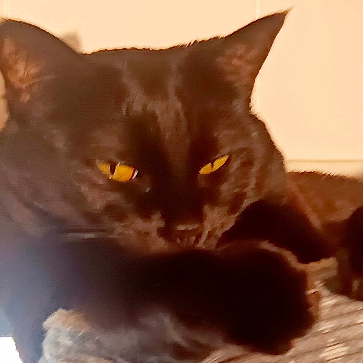Ruepid joined the competition — help win amazing prizes! cat, black_cat, animal, pet, feline, golden_eyes, yellow_eyes, close_up, portrait, lying_down, resting, blanket, cozy, indoor, home, furniture, whiskers, ears, dark_fur, dramatic_lighting