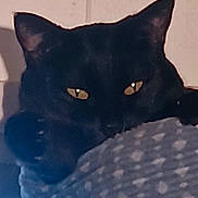 Ruepid is registered to the contest to win money with this photo: black_cat, cat, feline, pet, animal, close_up, portrait, yellow_eyes, pointed_ears, fur, whiskers, staring, indoor, bedroom, blanket, cozy, dark_fur, resting, mysterious, photography