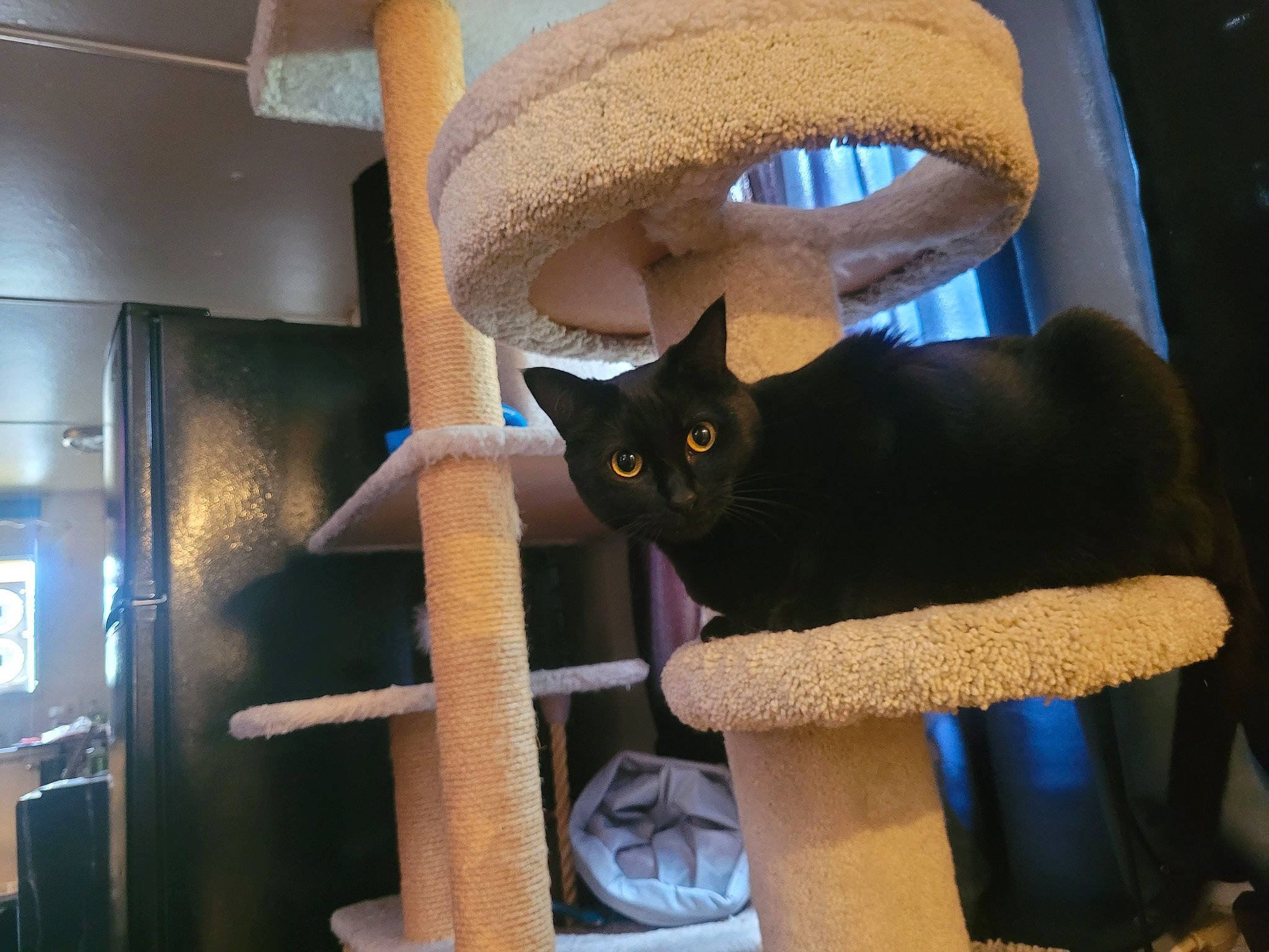 Ruepid is registered to the contest to win money with this photo: carnivore, cat, cat_bed, cat_supply, chair, comfort, costume_hat, cowboy_hat, domestic_short_haired_cat, fashion_accessory, fedora, felidae, hat, helmet, pet_supply, small_to_medium_sized_cats, sombrero, sun_hat, sunglasses, whiskers