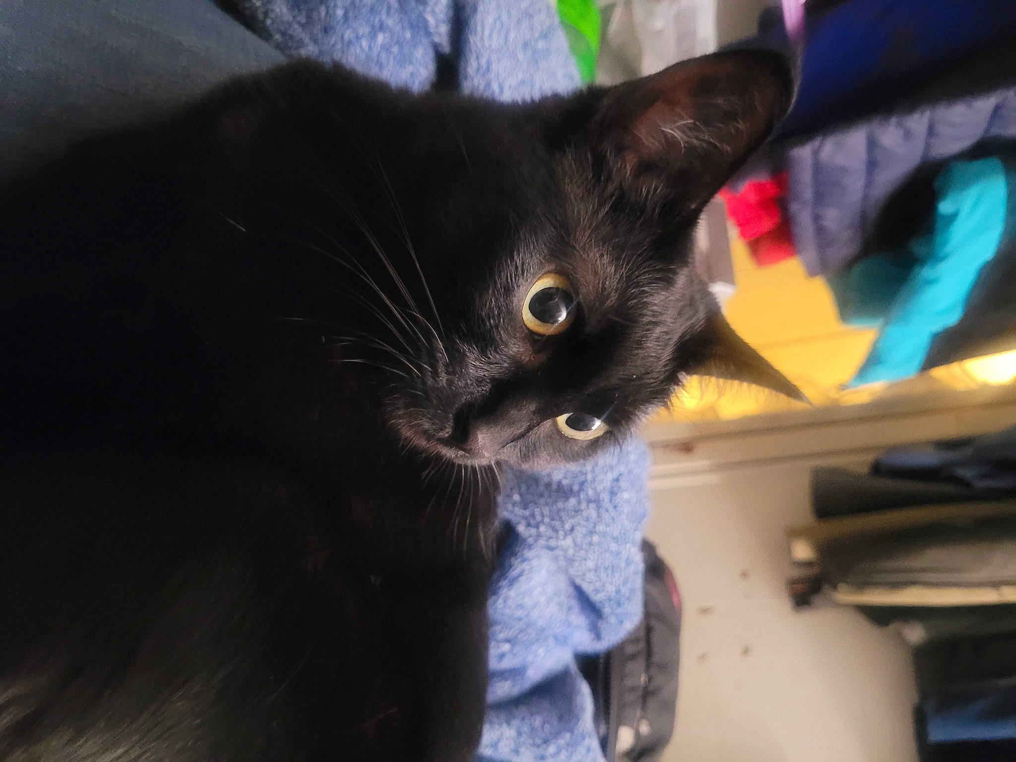 Ruepid joined the competition — help win amazing prizes! black_cat, carnivore, cat, comfort, domestic_short_haired_cat, ear, electric_blue, felidae, fur, small_to_medium_sized_cats, snout, tail, whiskers