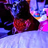 Ruepid is registered to the contest to win money with this photo: cat, black_cat, pet, animal, feline, whiskers, ears, eyes, wide_eyed, sitting, bed, blanket, bedroom, indoor, colorful, neon_lighting, portrait, close_up, fur, home