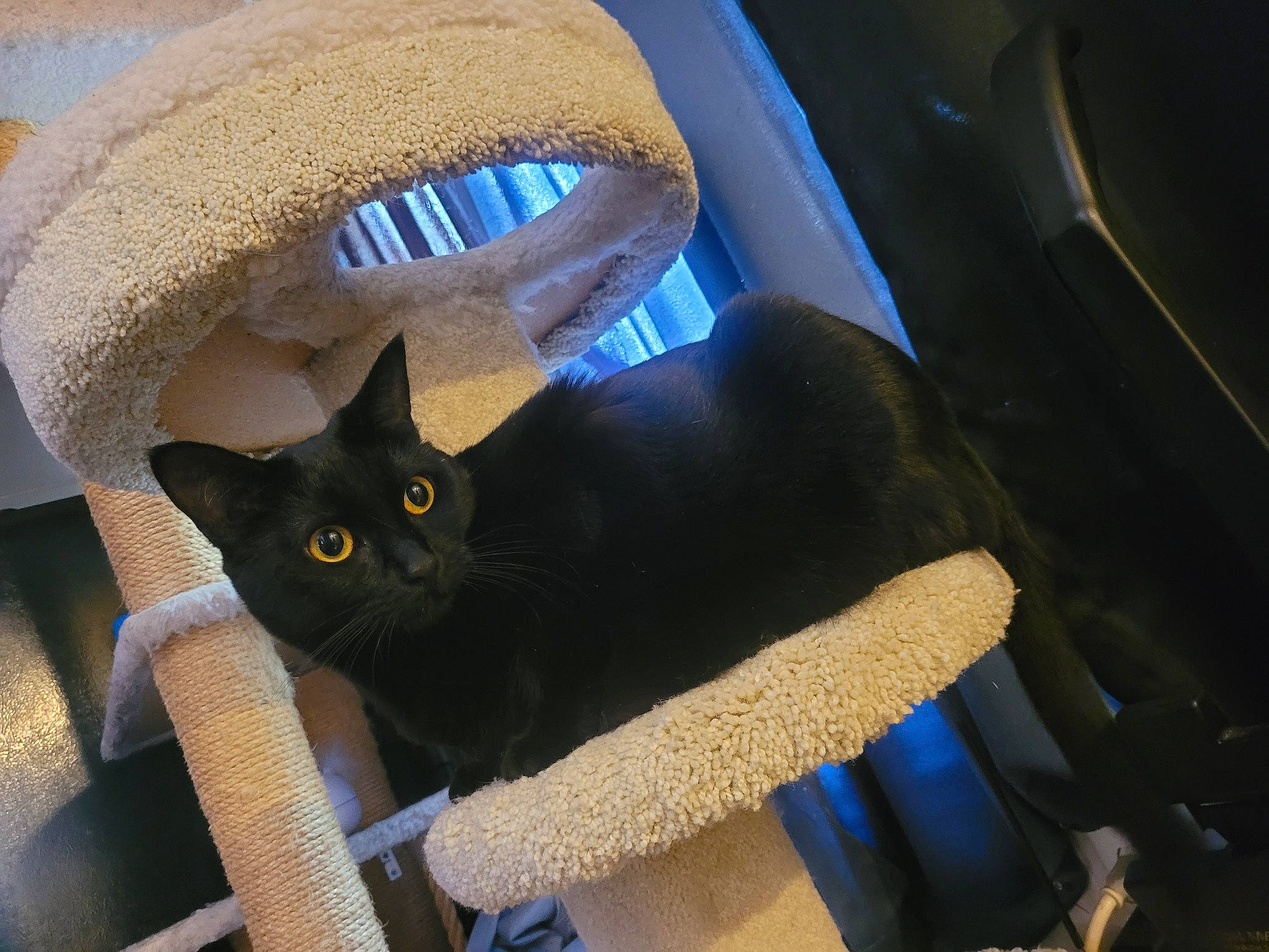 Ruepid is registered to the contest to win money with this photo: bag, black_cat, carnivore, cat, cat_supply, comfort, costume_hat, domestic_short_haired_cat, electric_blue, fawn, felidae, fur, hat, linens, room, small_to_medium_sized_cats, sombrero, sun_hat, tail, whiskers