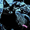 Ruepid is registered to the contest to win money with this photo: cat, black_cat, pet, animal, feline, portrait, close_up, blue_tint, high_contrast, dramatic_lighting, large_eyes, whiskers, pointed_ears, fur, indoor, bed, blanket, patterned_background, pink_text, xoxo