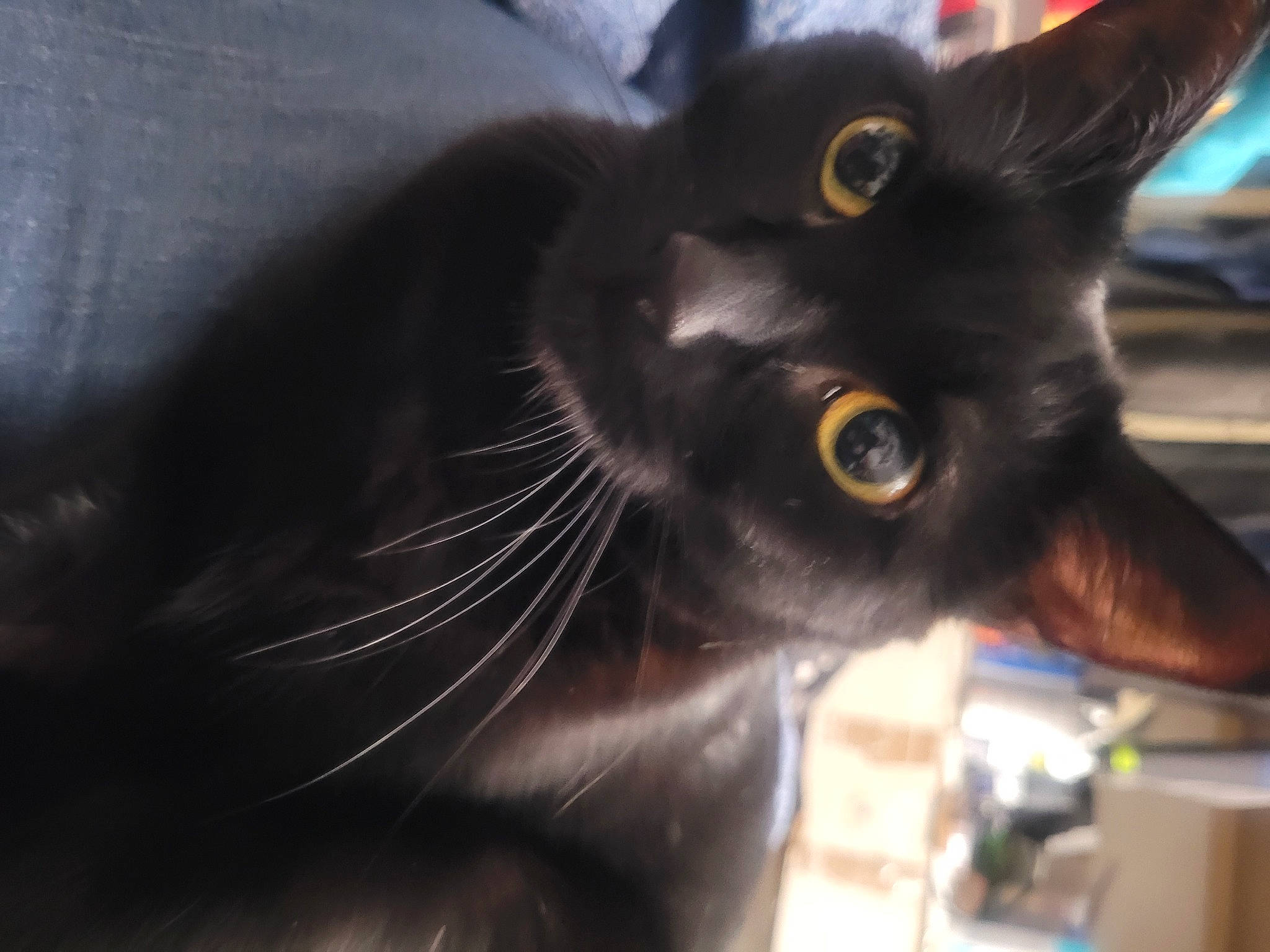 Ruepid is registered to the contest to win money with this photo: black_cat, bombay, carnivore, cat, domestic_short_haired_cat, ear, felidae, fur, small_to_medium_sized_cats, snout, terrestrial_animal, whiskers