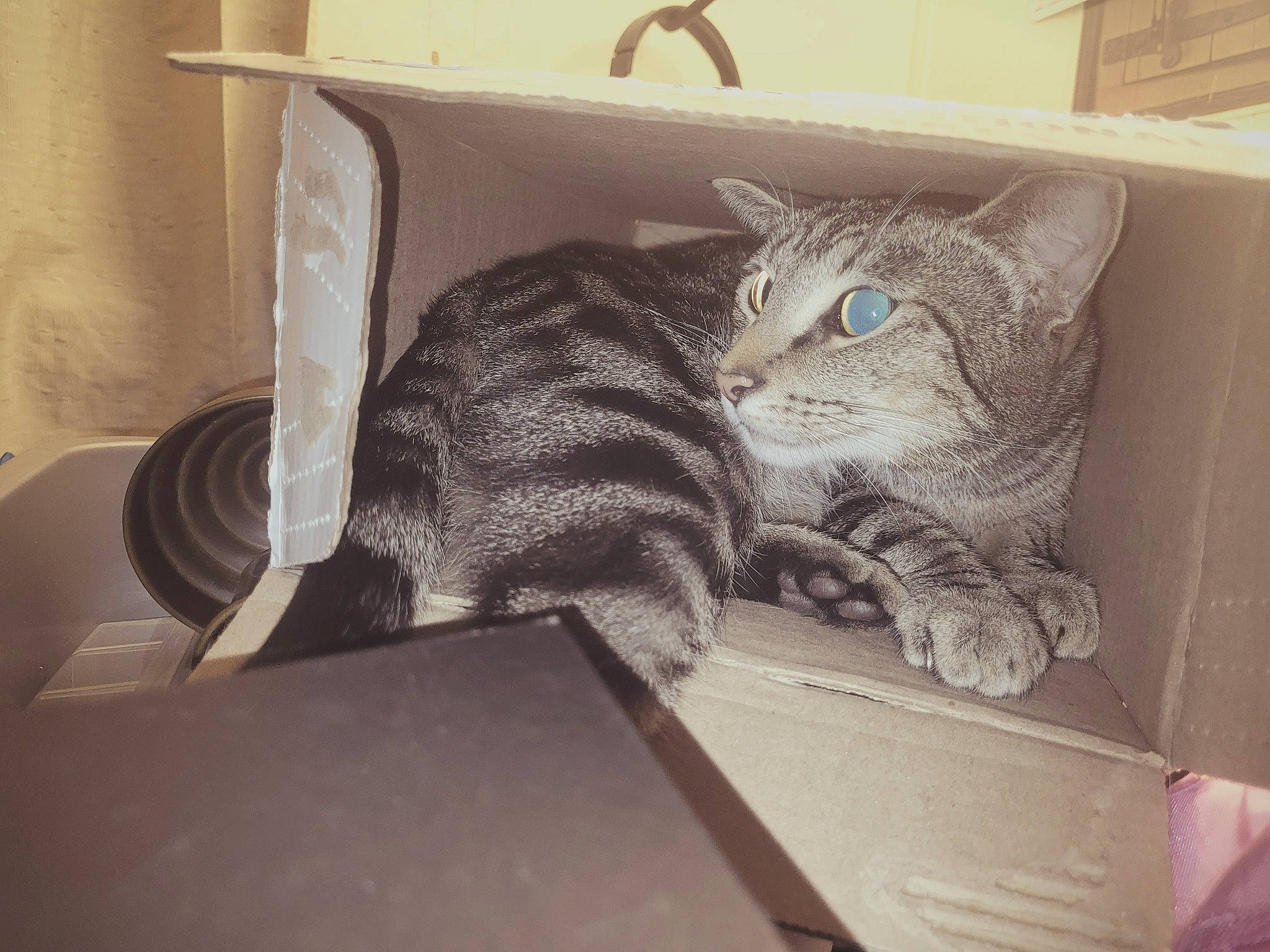Tommy Boy is registered to the contest to win money with this photo: box, carnivore, cat, cat_bed, comfort, couch, domestic_short_haired_cat, felidae, fur, grey, metal, nap, paw, room, small_to_medium_sized_cats, square, tail, whiskers, window