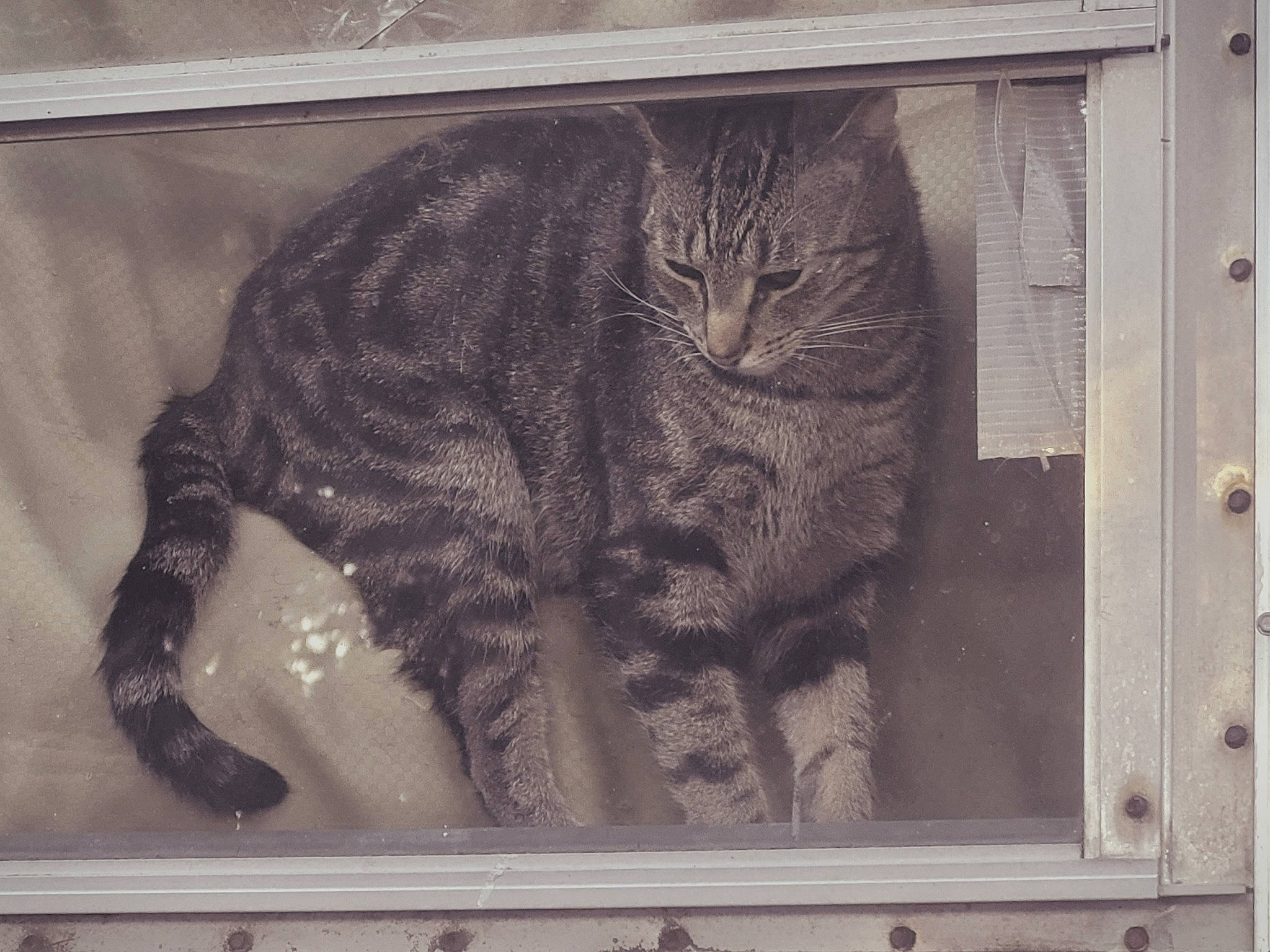 Tommy Boy is registered to the contest to win money with this photo: art, carnivore, cat, domestic_short_haired_cat, felidae, fur, grey, mammal, monochrome, pattern, paw, small_to_medium_sized_cats, snout, tail, terrestrial_animal, vertebrate, visual_arts, whiskers, window, wood