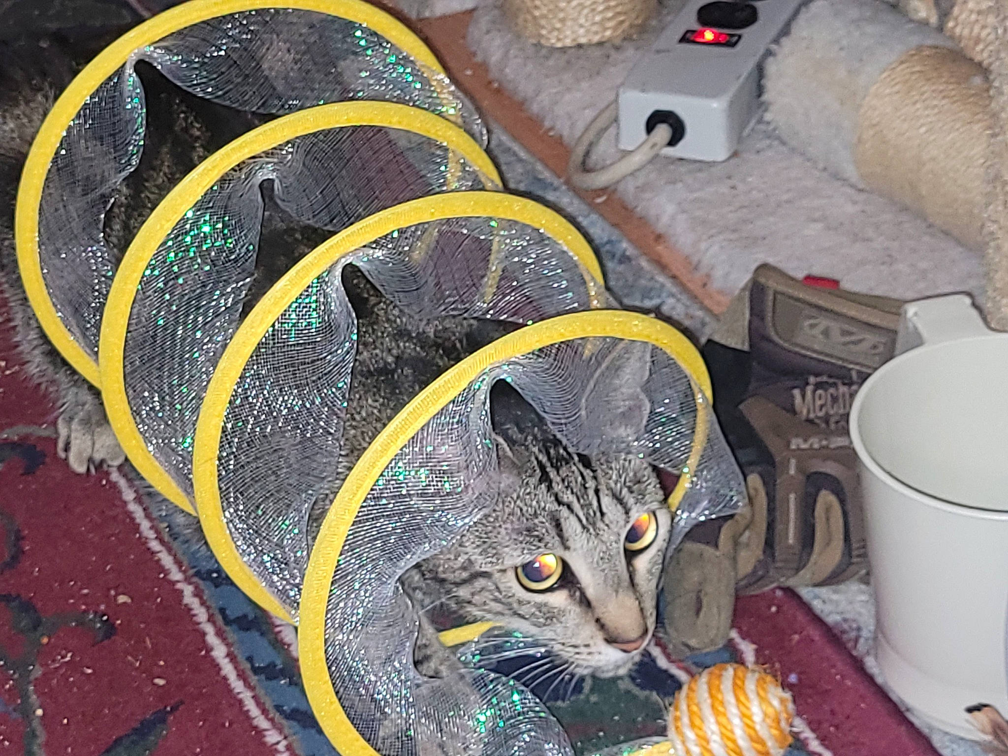 Tommy Boy is registered to the contest to win money with this photo: art, audio_equipment, carnivore, cat, cat_supply, circle, domestic_short_haired_cat, felidae, flooring, fur, household_supply, paper_towel, pet_supply, serveware, small_to_medium_sized_cats, tableware, tail, whiskers, wire, wood