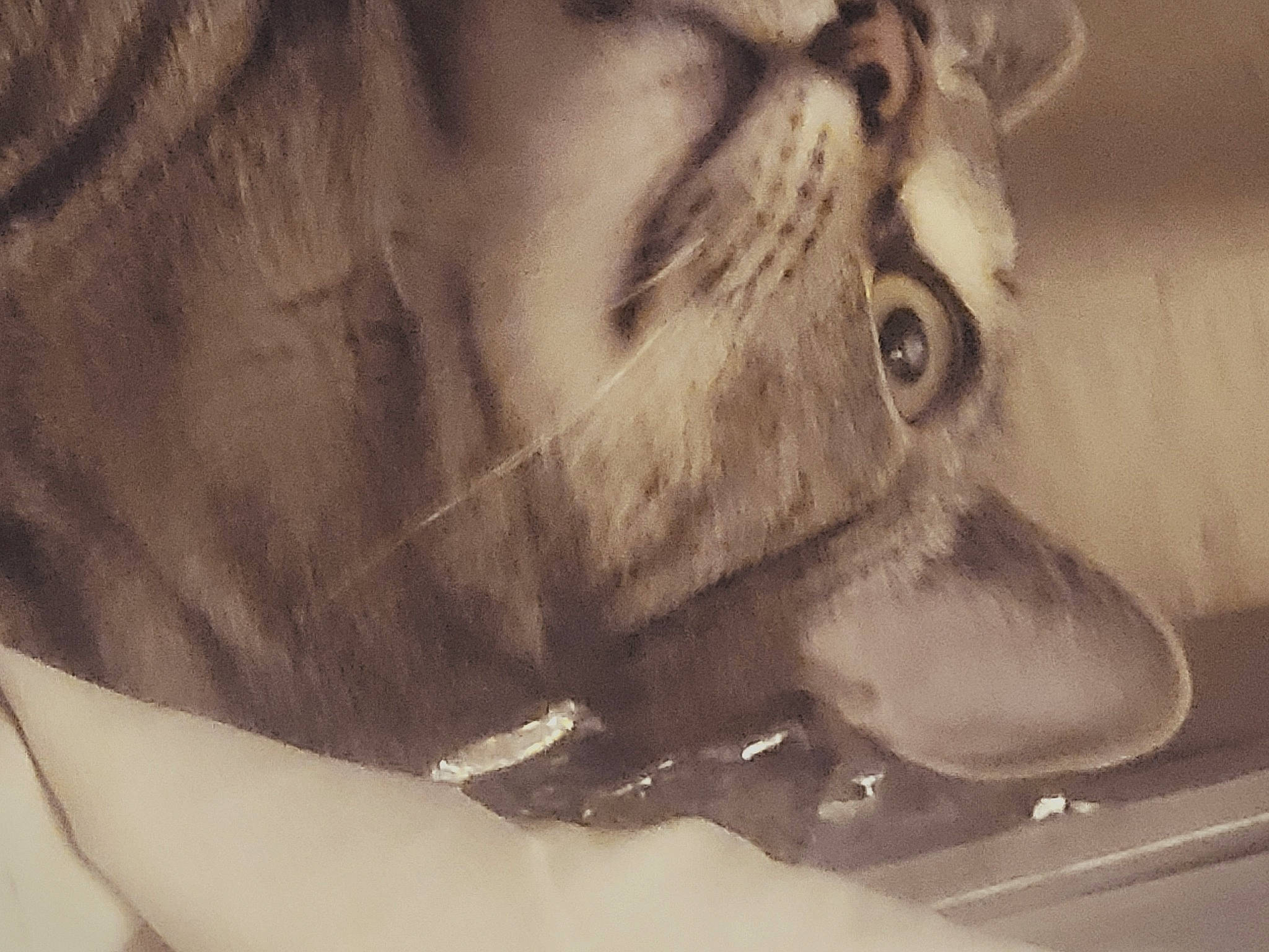 Tommy Boy is registered to the contest to win money with this photo: beard, big_cats, carnivore, claw, dog_breed, eyelash, facial_hair, fang, fawn, felidae, fur, jaw, livestock, paw, small_to_medium_sized_cats, snout, terrestrial_animal, whiskers, wildlife, wrinkle