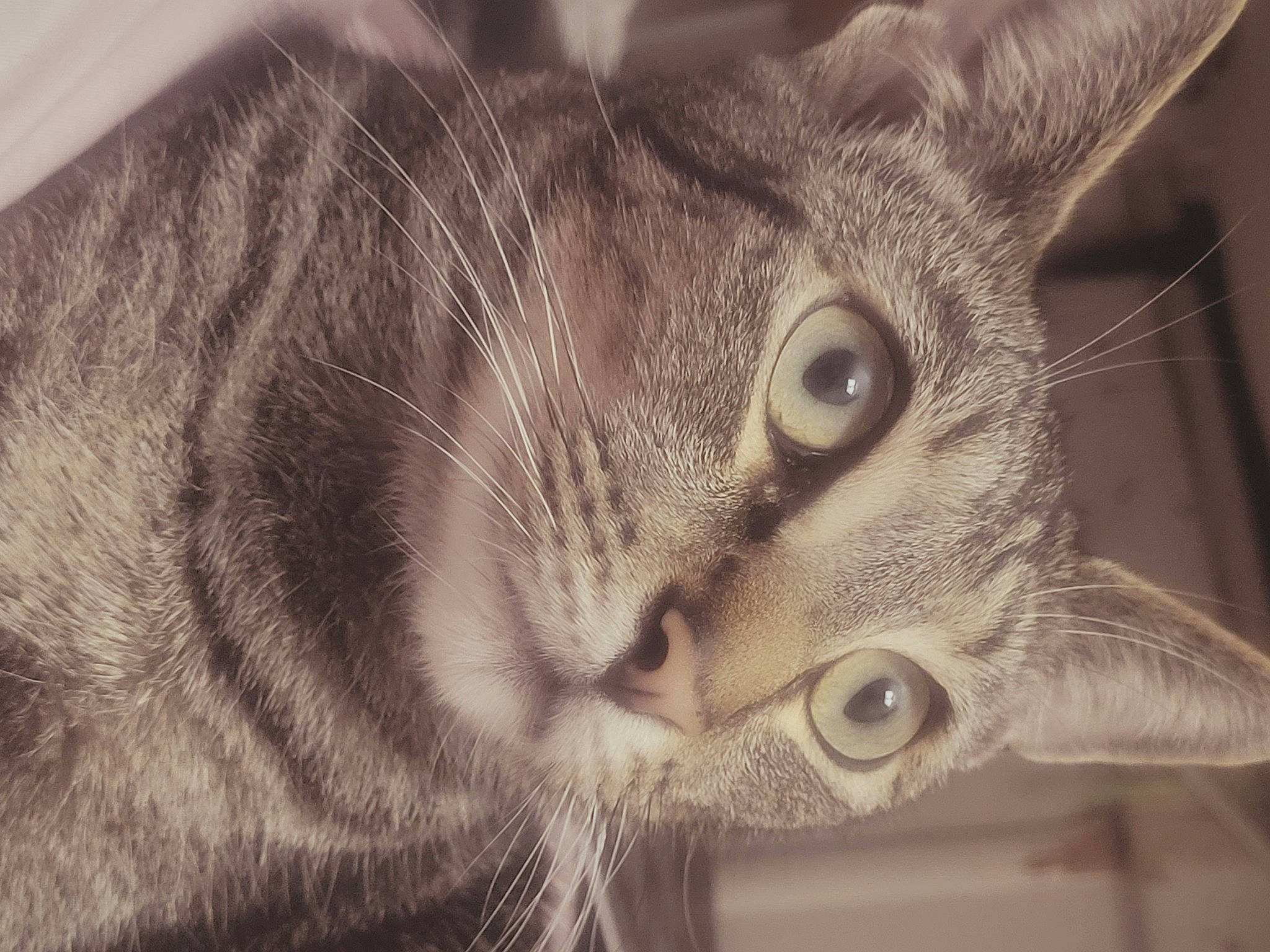 Tommy Boy is registered to the contest to win money with this photo: carnivore, cat, darkness, domestic_short_haired_cat, ear, eye, felidae, fur, grey, macro_photography, monochrome, monochrome_photography, paw, small_to_medium_sized_cats, snout, still_life_photography, tail, whiskers, window