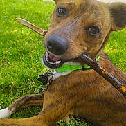 Benjiman Note is registered to the contest to win money with this photo: dog, brindle_coat, green_collar, stick, grass, outdoor, pet, canine, playful, chewing, animal, park, happy, close_up, lying_down, nature, daylight, fur, collar_tag, tongue