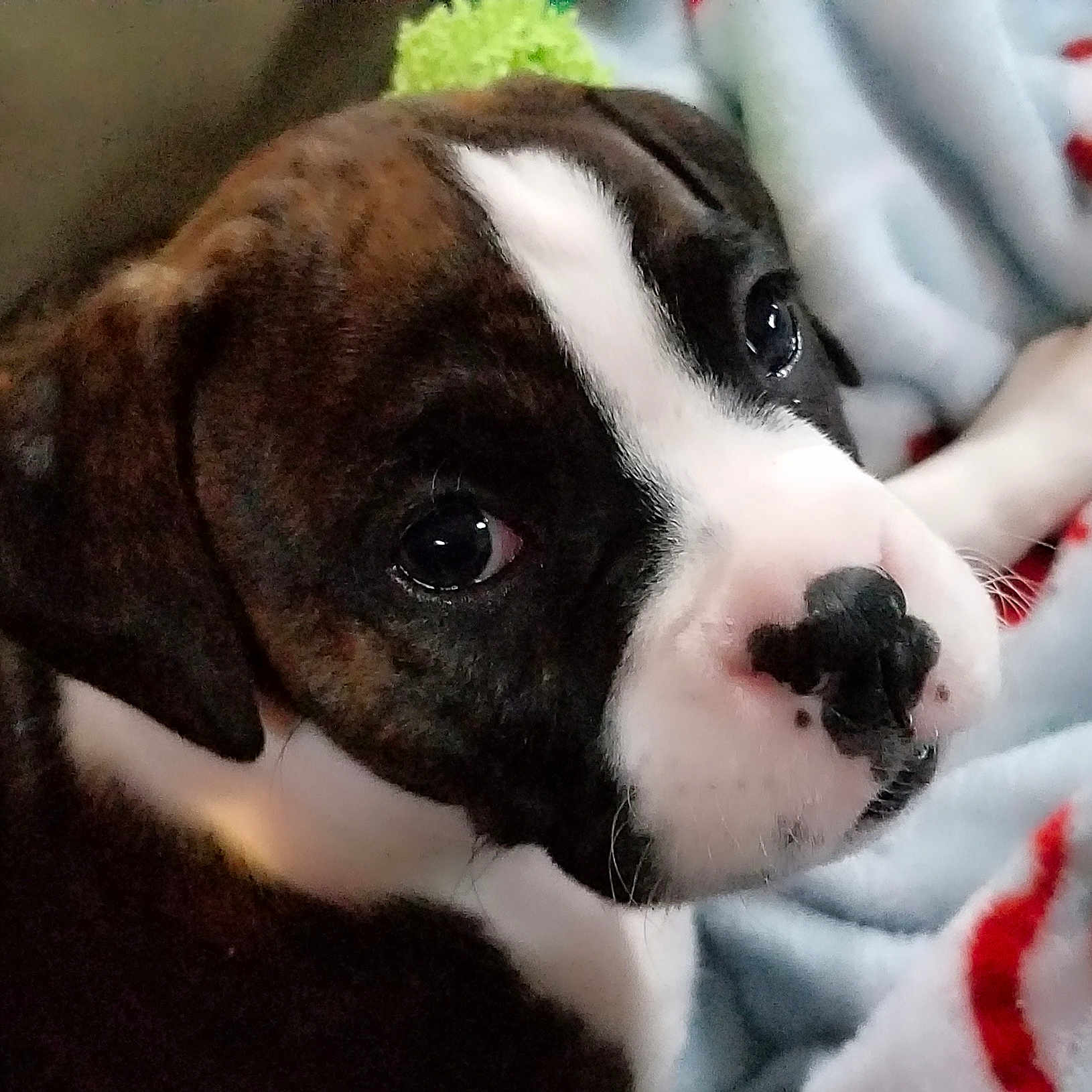 Caidi is registered to the contest to win money with this photo: american_bulldog, australian_bulldog, boxer, canidae, carnivore, companion_dog, dog, dog_breed, eye, fawn, mammal, non_sporting_group, nose, puppy, puppy_love, rare_breed_dog, snout, sporting_group, valley_bulldog, vertebrate