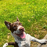 Teddy joined the competition — help win amazing prizes! animal, brown_and_white, canine, cheerful, closeup, daytime, dog, ears_up, fur, grass, happy, nature, outdoor, park, pet, playful, smiling, sunlight, tongue_out, wood