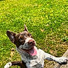 animal, brown_and_white, canine, cheerful, closeup, daytime, dog, ears_up, fur, grass, happy, nature, outdoor, park, pet, playful, smiling, sunlight, tongue_out, wood