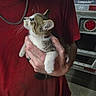 animal, blue_eyes, brown_fur, cat, closeup, collar, cuddled, fur, hands, held, hyundai, indoor, kitten, person, pet, portrait, red_shirt, vehicle, whiskers, white_fur